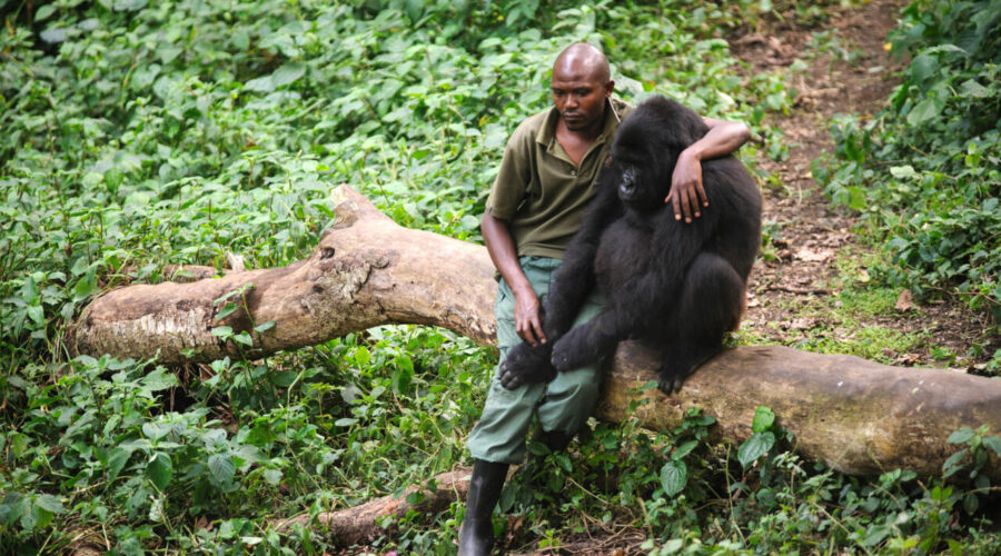 Les trésors cachés de la RDC : 5 parcs nationaux à explorer pour les amoureux de la nature