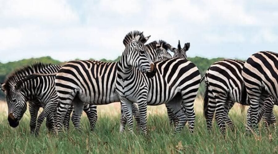 Les Marais et le Parc National de l’Upemba : un paradis méconnu de la biodiversité congolaise
