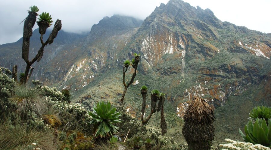 Le Massif du Rwenzori : les montagnes de la lune au cœur de l’Afrique