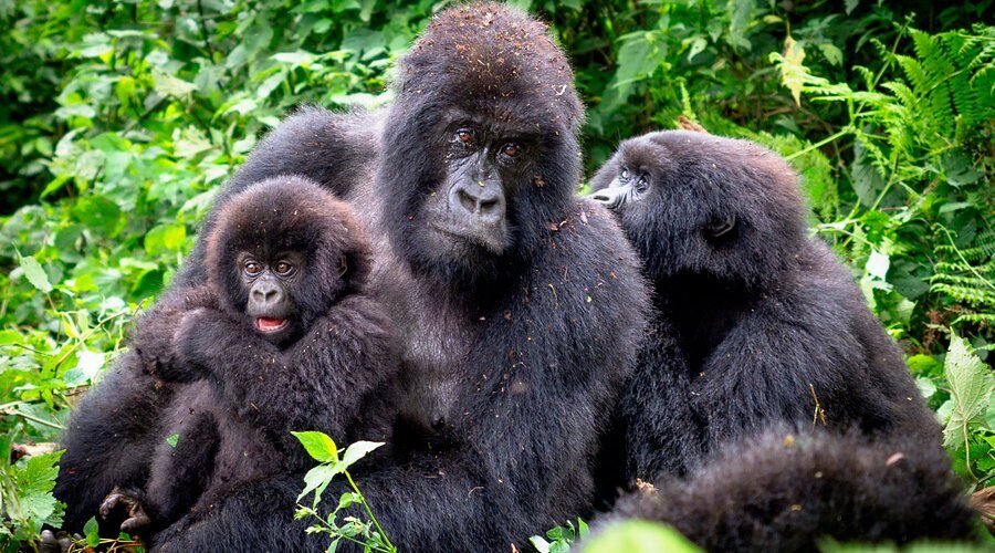 Virunga et le volcan Nyiragongo : un guide complet pour voyageurs